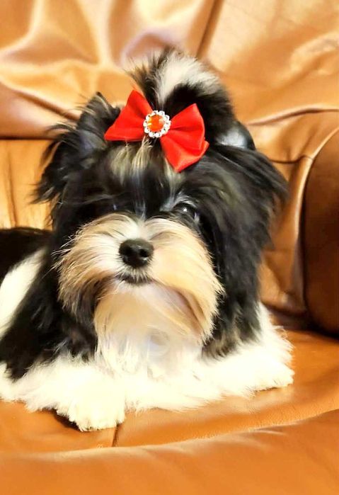 York, Yorki . Śliczny piesek Biewer Yorkshire Terrier.