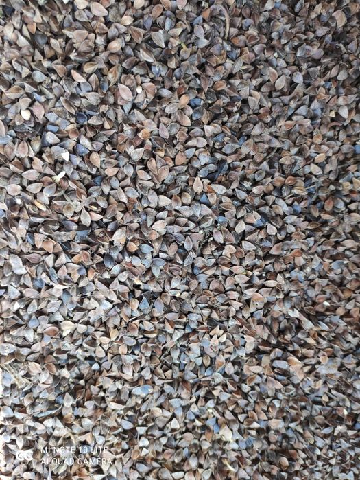 Gryka, tatarka  zbiór 2025 nie dysykowana