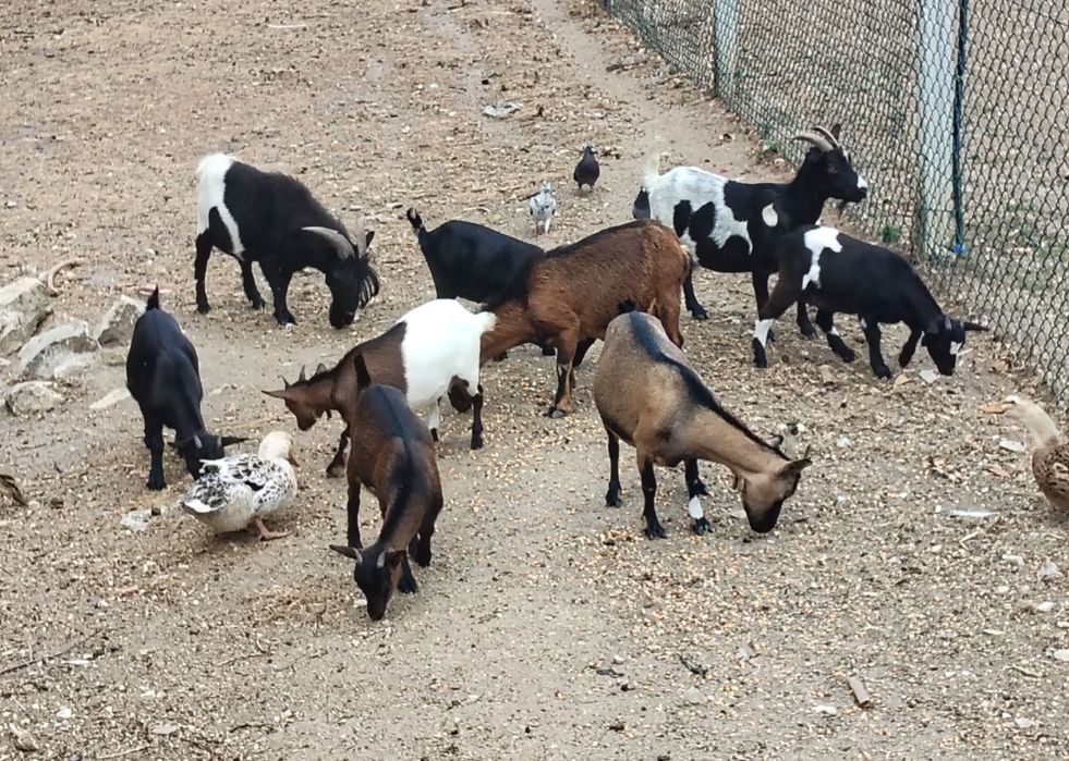 Cabras Anas com 8 meses