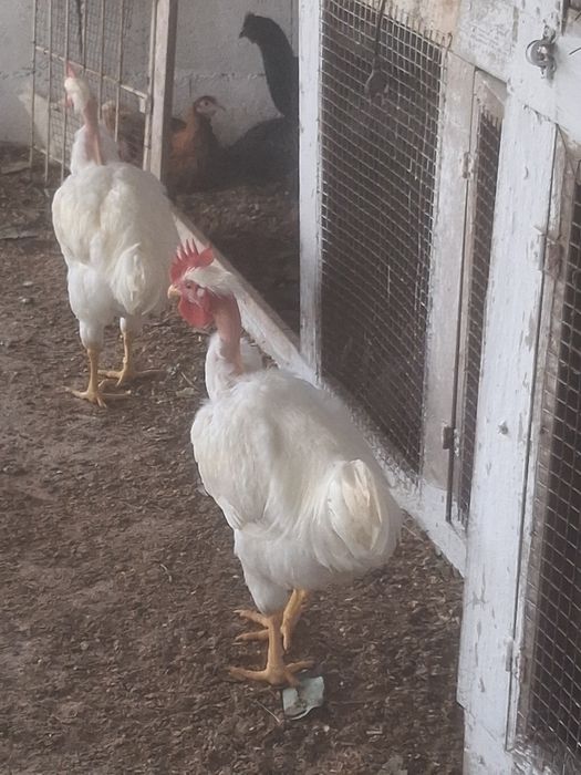 Galos branca portuguesa