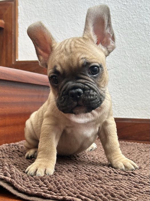 Bulldog frances Menino