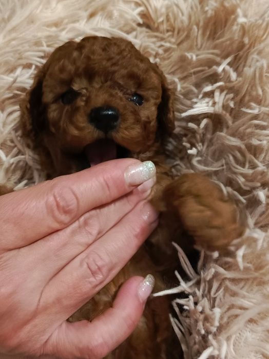 Той пудель Китай.Неймовірно гарні малюки.