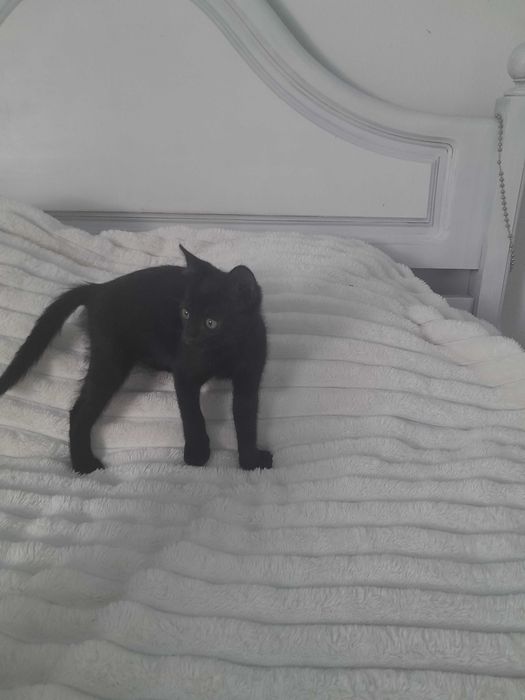 Gatinha da sorte procura uma família!