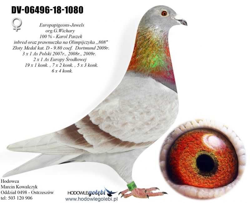 gołębie pocztowe inbred 808 / MAŁY VOS i  HET WONDER