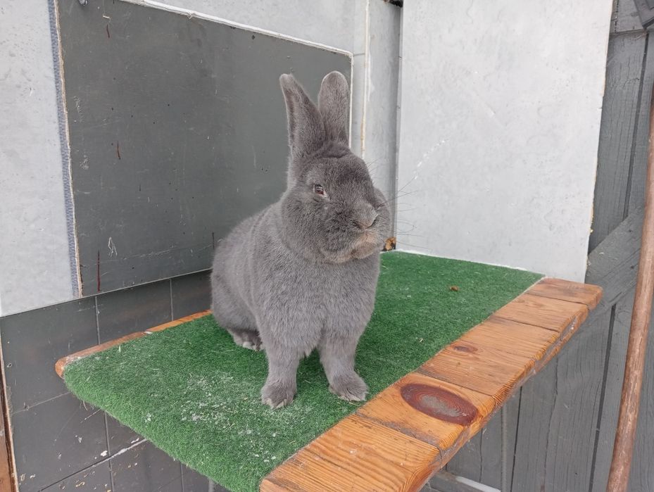 Wiedeński Niebieski samiec