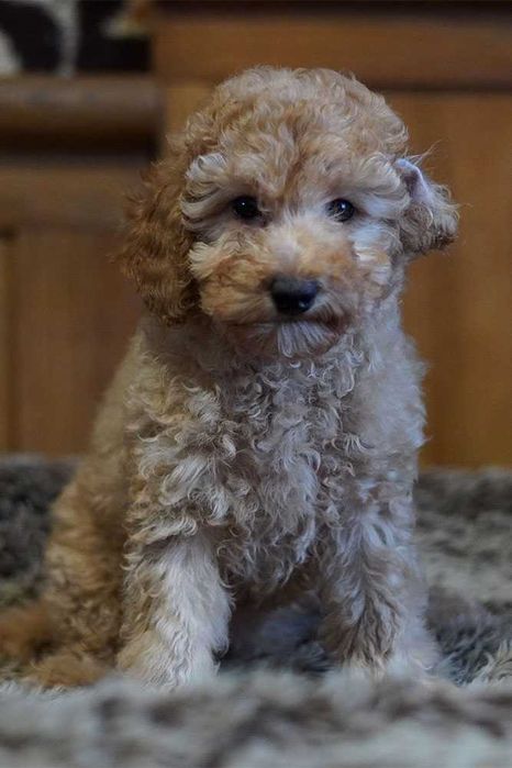 Цуценята малого пуделя