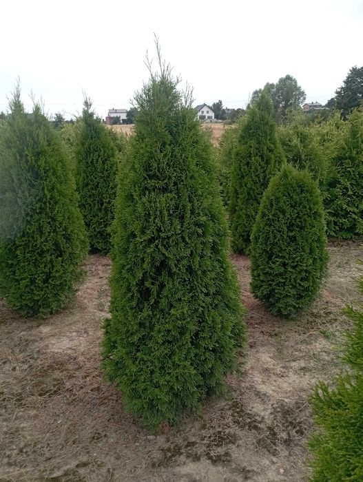 Duże tuje brabant 200 cm szmaragd aureospicata dowóz