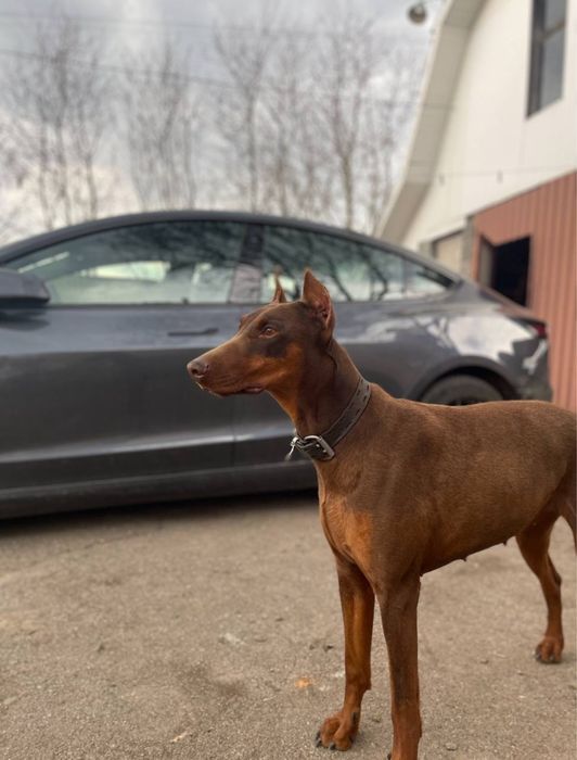 Продам цуценят добермана