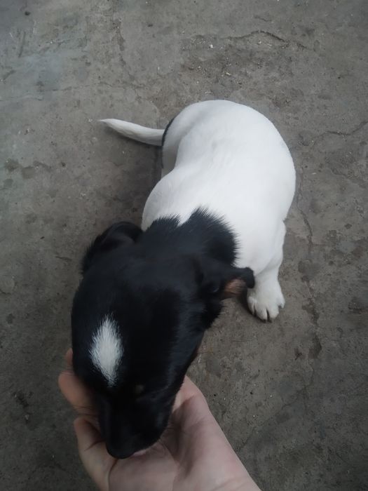 Віддам цуценя дівчинку у добрі руки