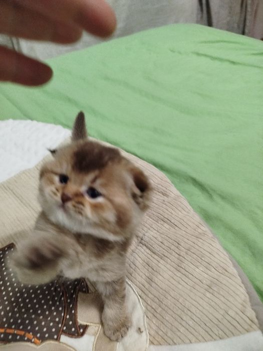 Очаровательнай вислоухий малыш золотая шиншилла