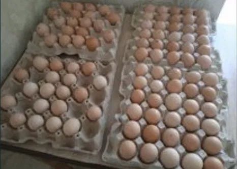 Яйце інкубаційне Домінант червоний D192