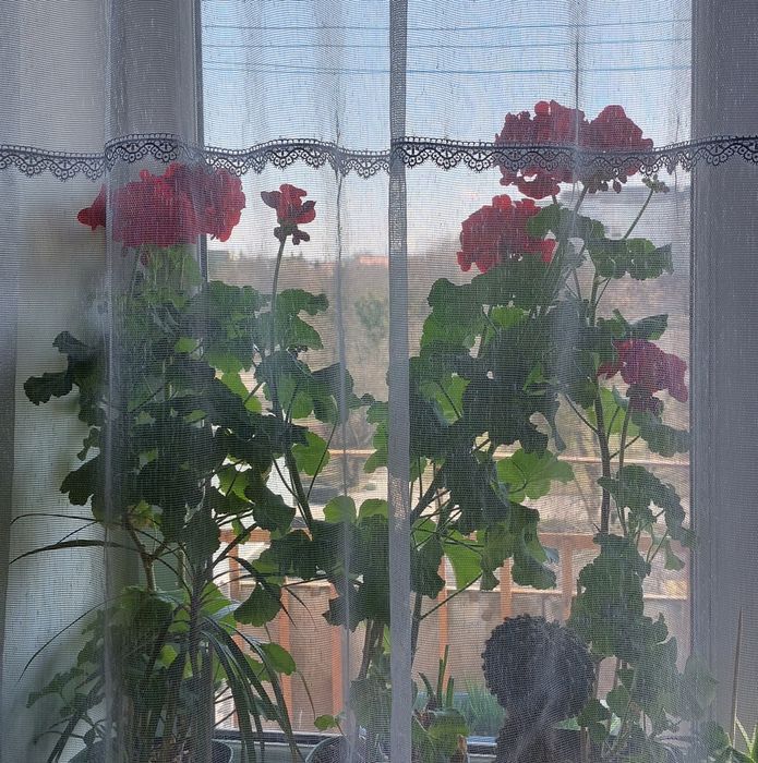 Пеларгонія королівська