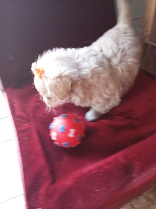 .Продається собачки