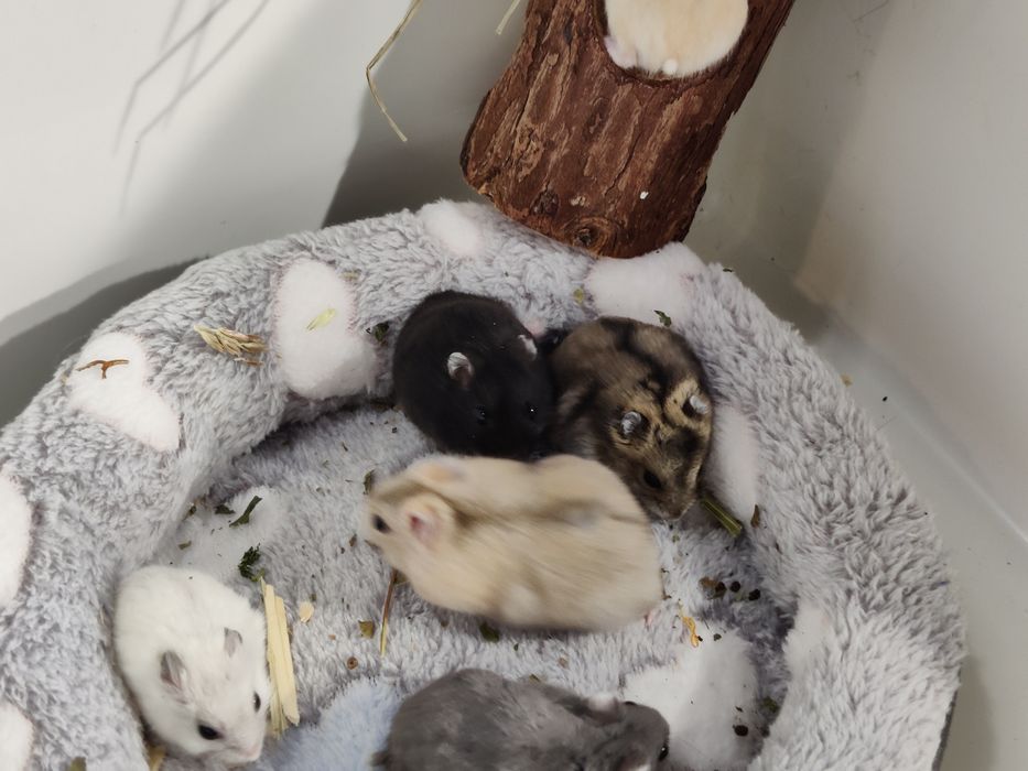 Chomiki dżungarskie młode sklep zoo ul Julianowska 7 b Łódź