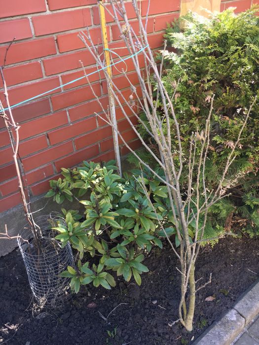 Гібіскус деревовидний 1,2,3,4 річні 5-40грн