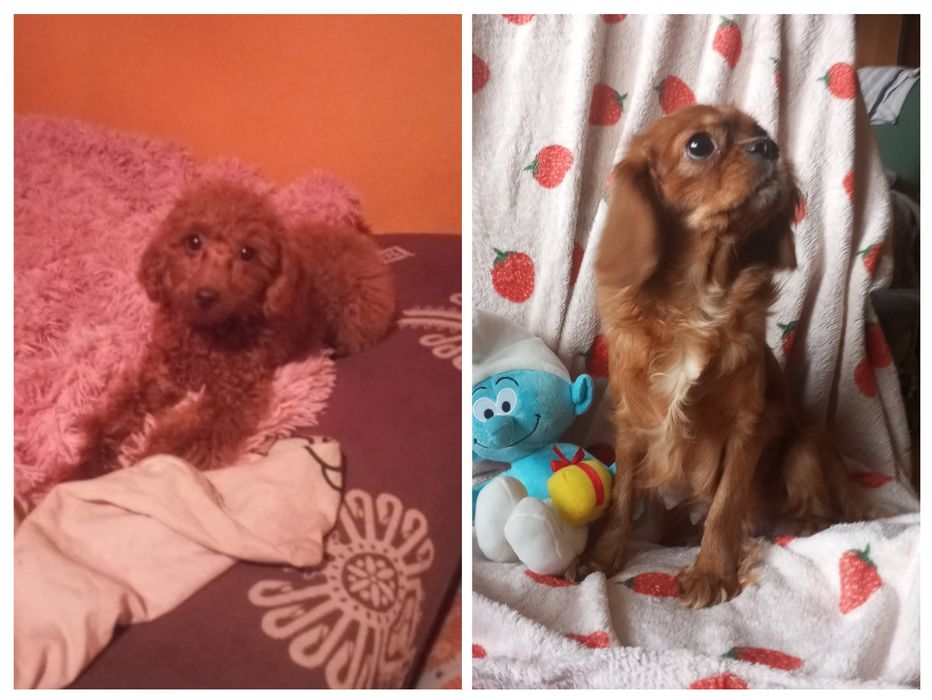 Cavapoo do rezerwacji