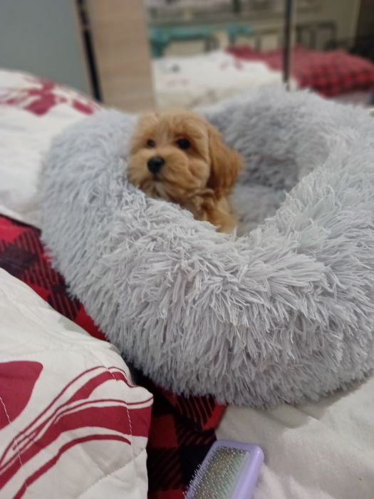 Maltipoo, maltańczyk, pudełek toy  suczka.