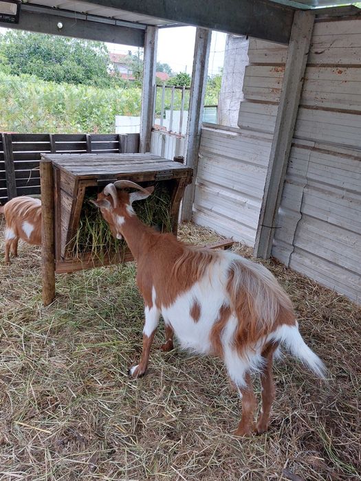 Cabritos/ Cabras