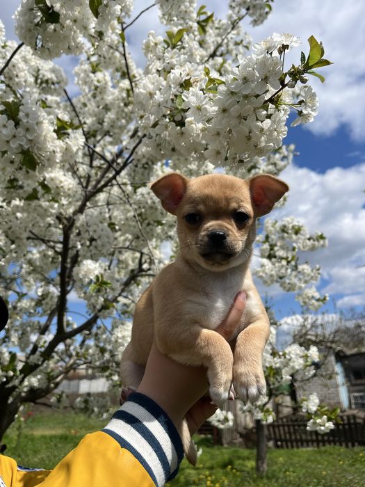 Продам щенка девочек чихуахуа