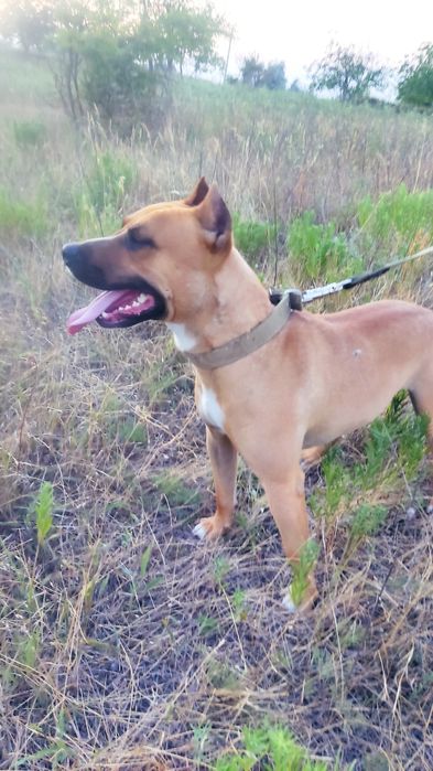 Вязка стаффорширский терьер