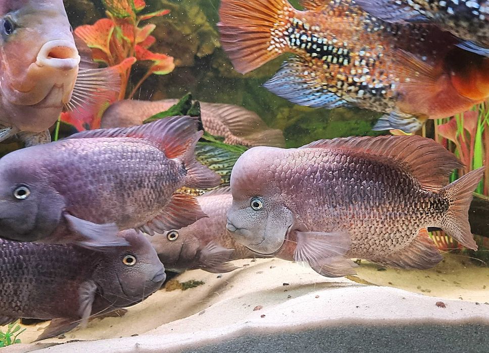 Pielęgnice Vieja Breidohri Samice