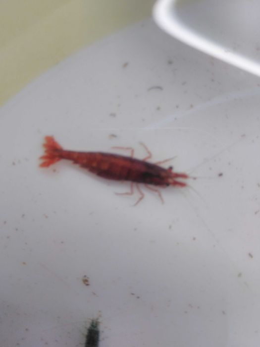 Camarões Blue Dream