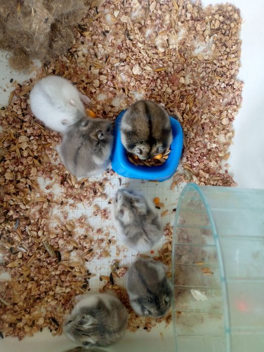 Джунгарскией хомяк