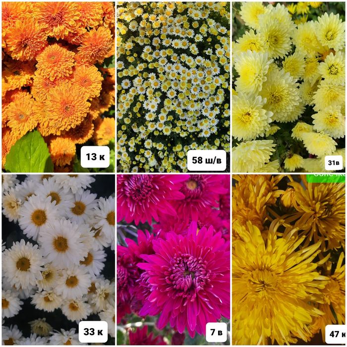 Набір з 6 кущів хризантем. Багаторічні квіти