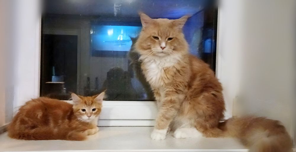 Котики Мейн-кун пухнасті подаруночки