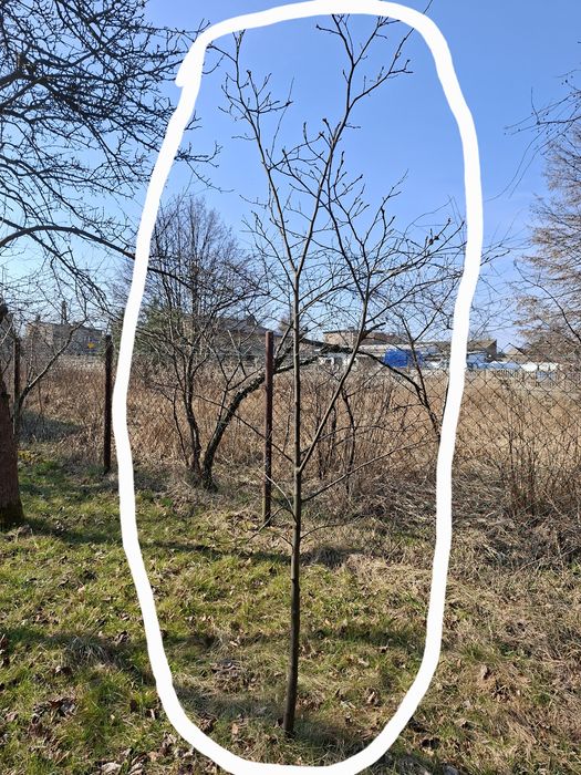 Pigwa sadzonka drzewko owocujące 2m