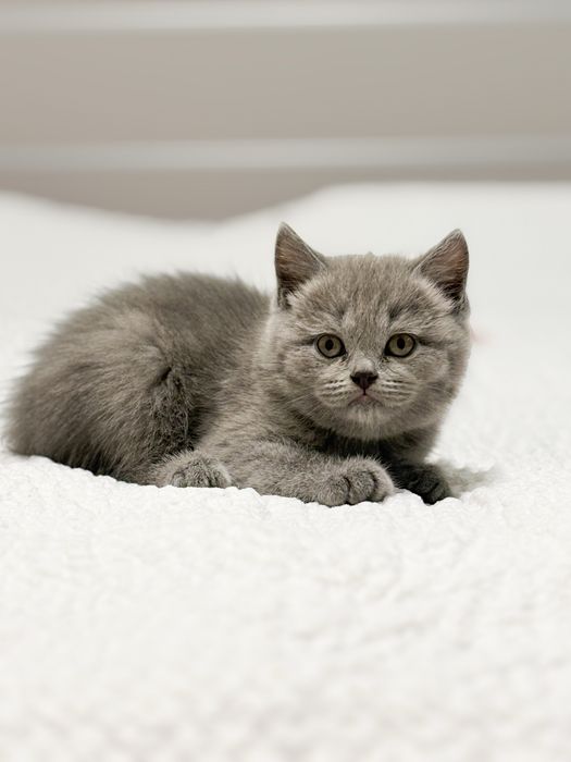 Британські котики