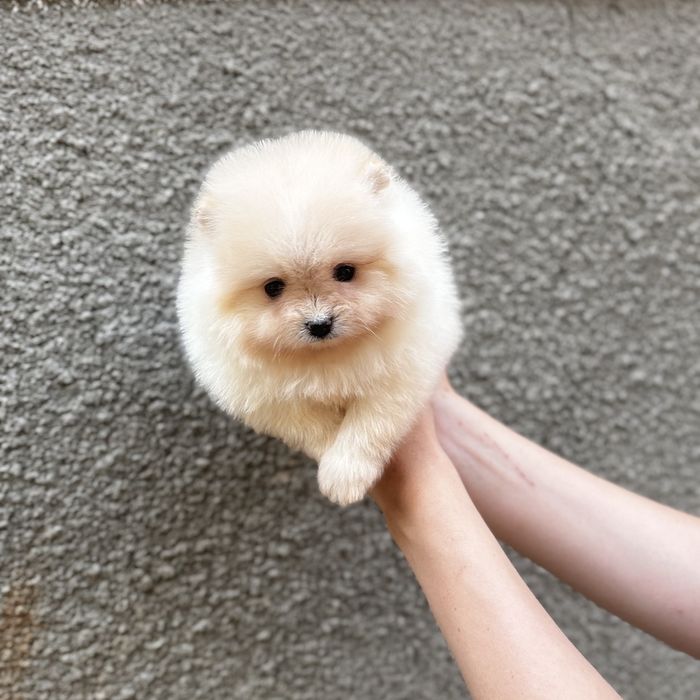 чарівна дівчинка шоу классу