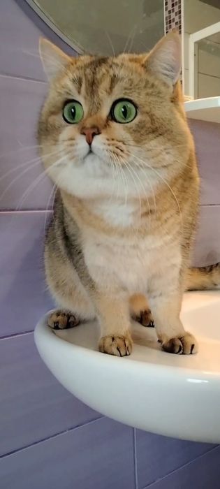 Кот,окраса золотая шиншилла на вязку.