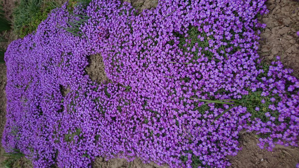 Акція! садові квіти:бадан,хоста,обріета,гвоздика...