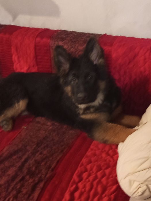 Цуценя німецької вівчарки