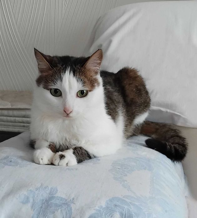 Егейський красунчик - котик Баррік