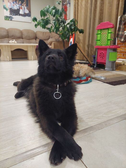 Лайка дуже гарна