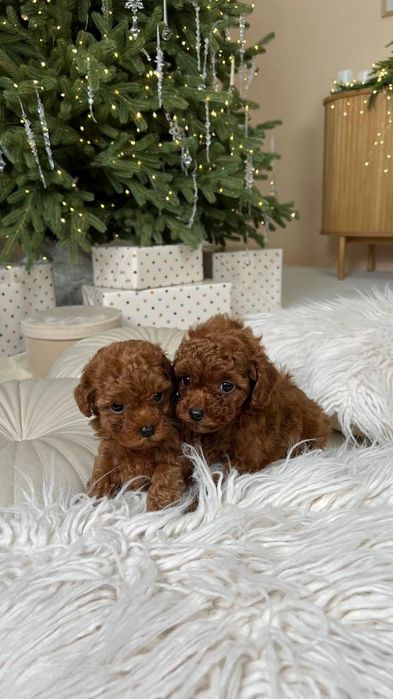 Мальтіпу та той-пудель