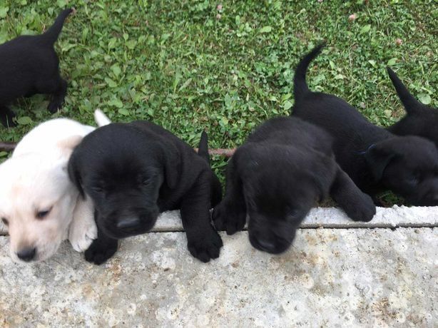 Продам щінків лабрадорів