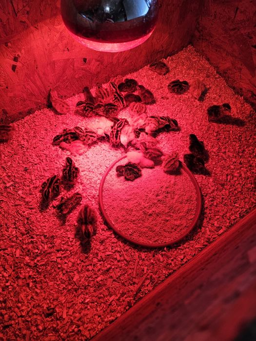 Codornizes recem nascidas