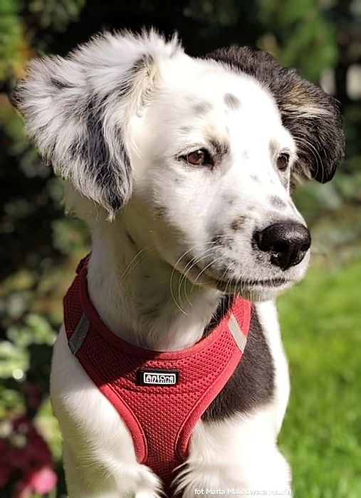 IRYS szuka  dobrego DOMU