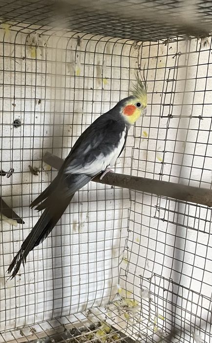 Caturra macho adulto