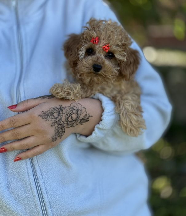 Міні мальтіпу дівчинка – найсолодше створіння. Мальтипу