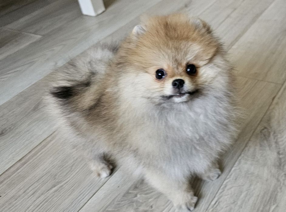 Cudna sunia szpic miniaturowy pomeranian ZKwP FCI