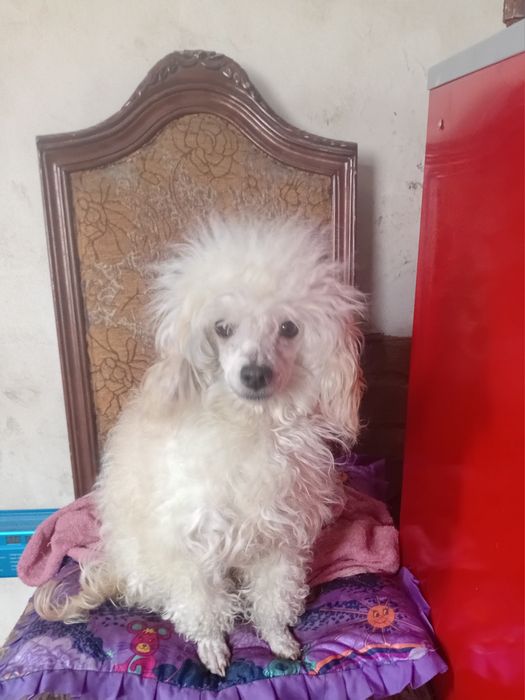 Той пудель дівчінка