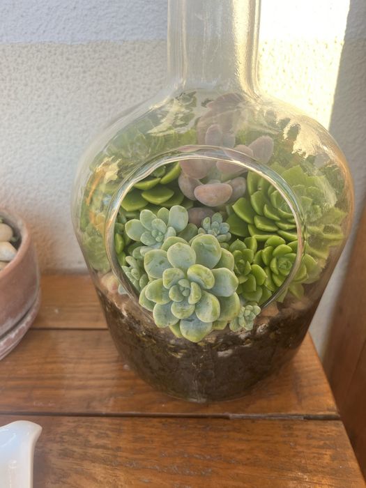 Arranjo suculentas