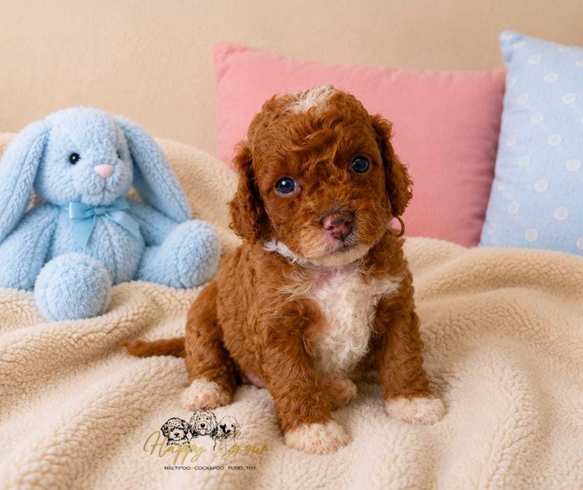 Pudel mini Cockapoo F1B słodka Suzi
