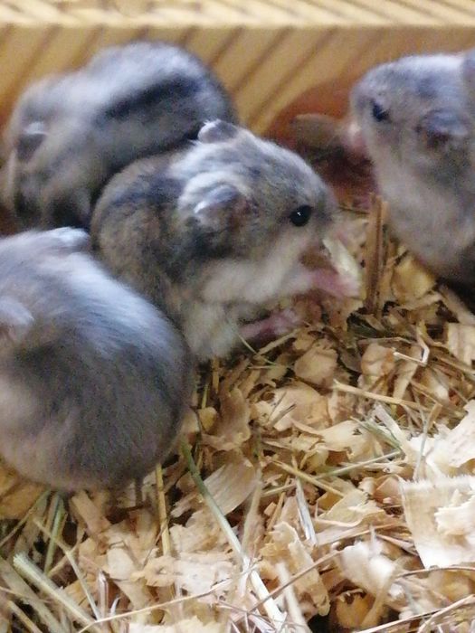 Хомячки джунгарики, хомяки джунгарские