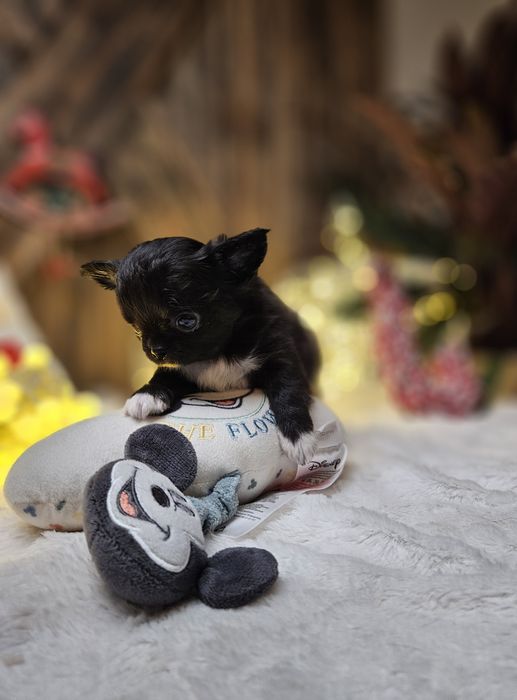 Chihuahua zarezerwowana