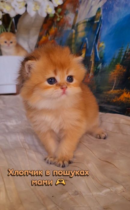 Ручные малышата. Котята золотая шиншилла.